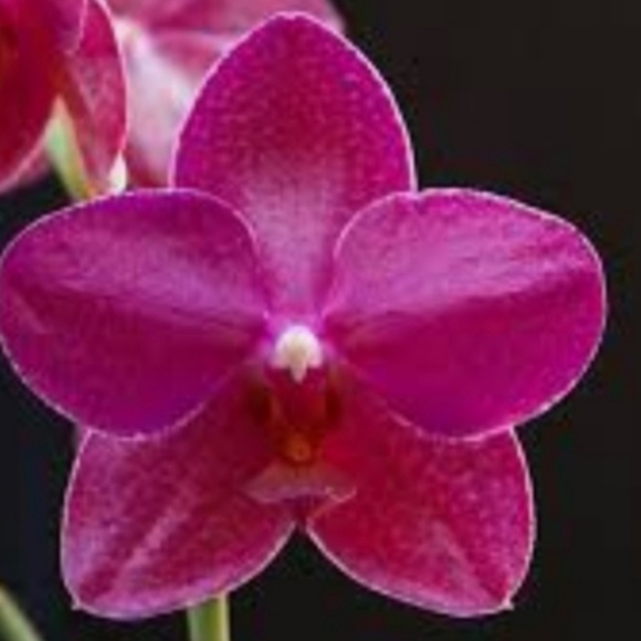 Meet your Posher, Mona - Picture 1 of 1